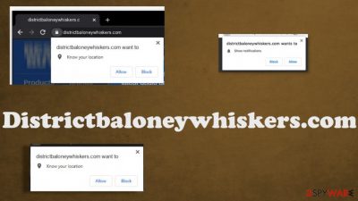 Districtbaloneywhiskers.com